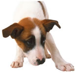 Perro